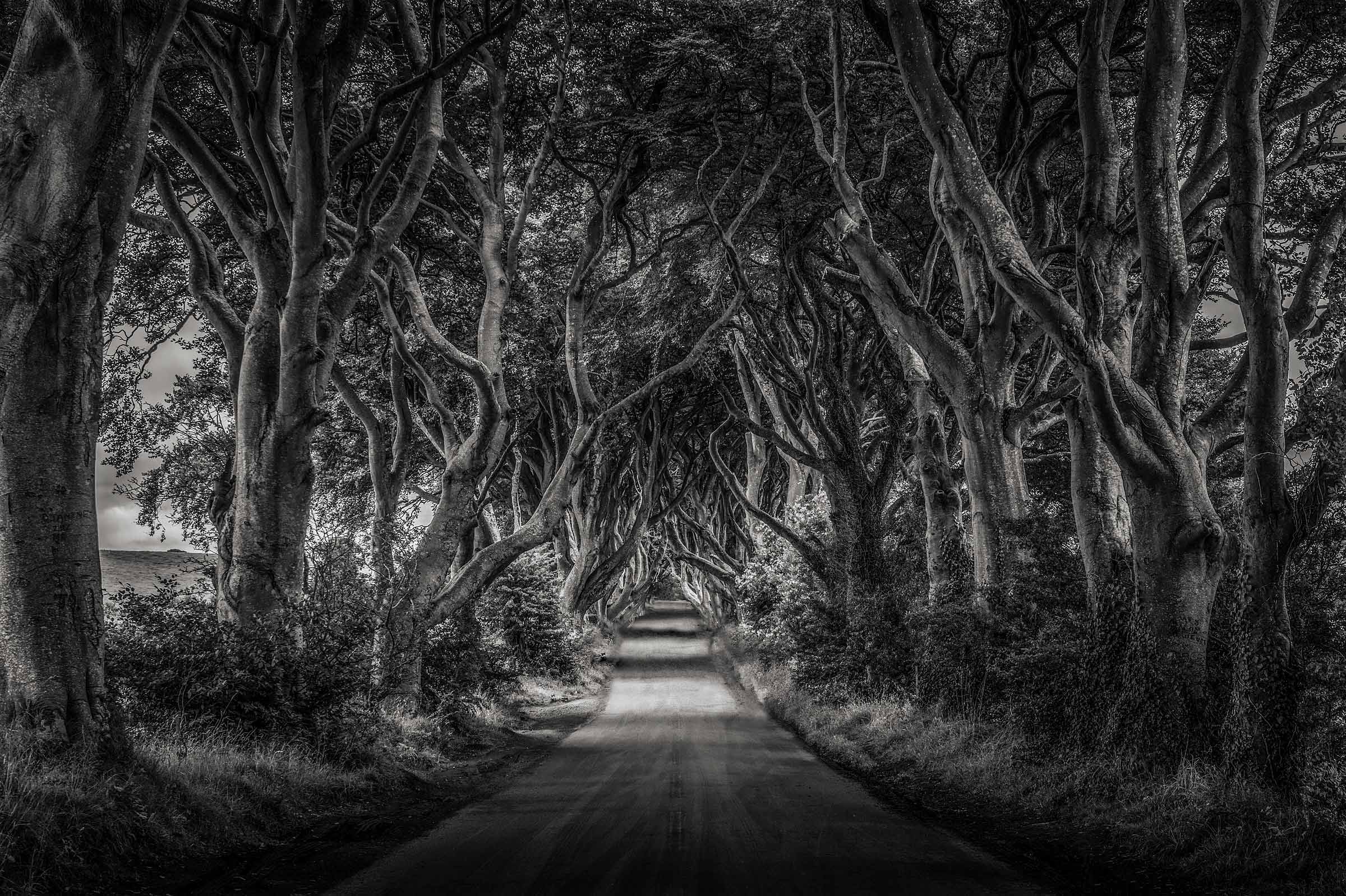DarkHedges2_DSC6727