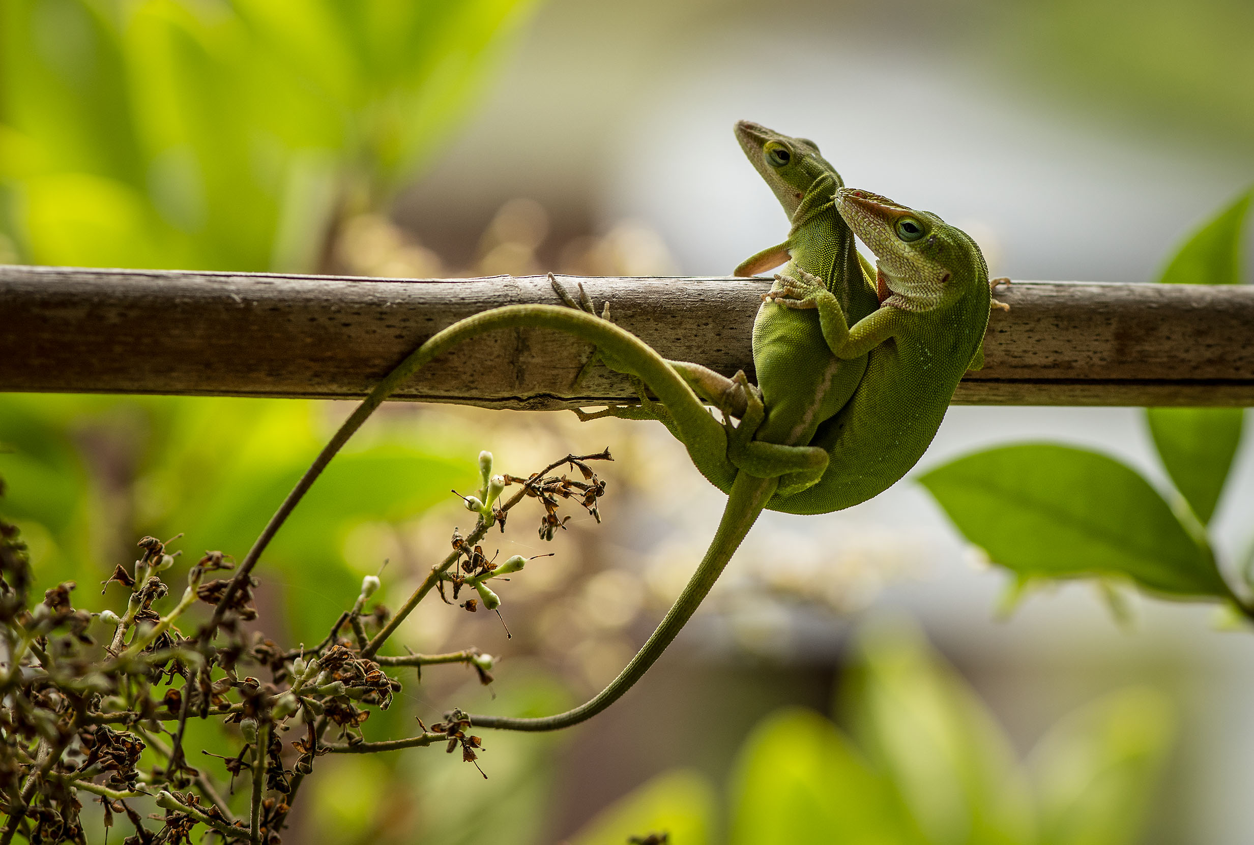GeicoGeckoLizard