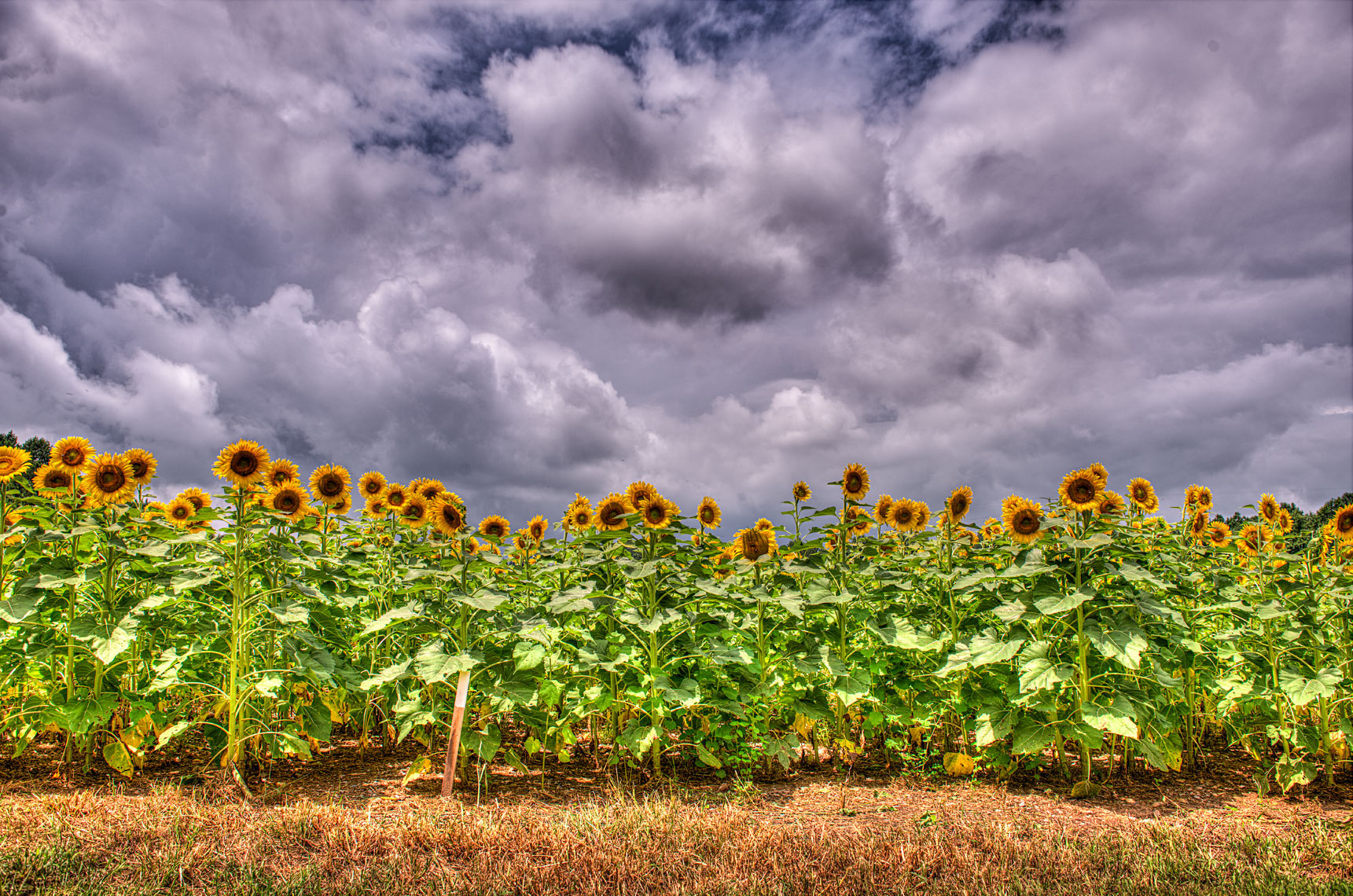 Sunflowerfield01b